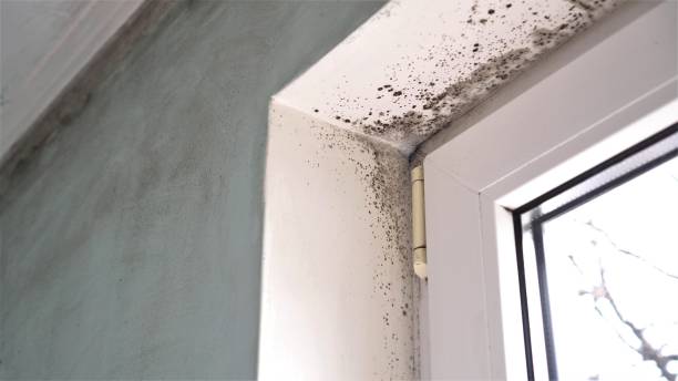 Best Biohazard Mold Removal  in North Scituate, MA