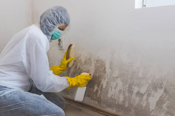 Best Mold Remediation for Healthcare Facilities  in North Scituate, MA