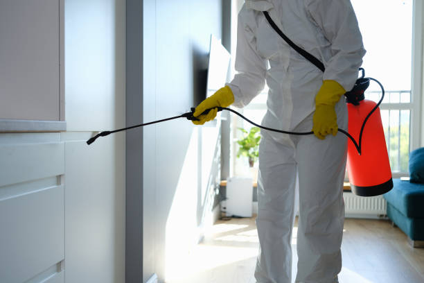 Best Mold Damage Restoration  in North Scituate, MA