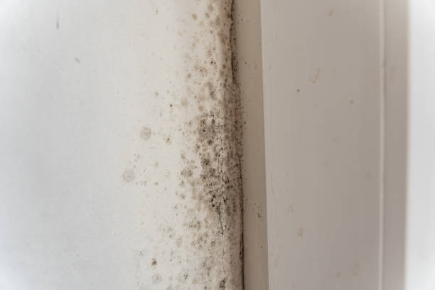 Best Mold Prevention Services  in North Scituate, MA